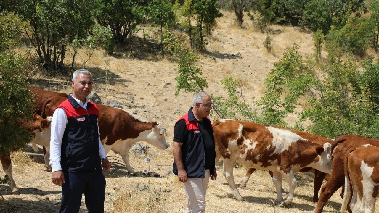 Elazığ Alaçakaya’da Hayvancılıkta Yeni Dönem: Damızlık Düve Desteği